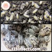 15+ Dairy Cow &10+/20+/30+ Dwarf White Isopods Live Vivarium Clean-Up Crew