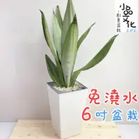 在飛比找蝦皮商城優惠-【小品文化】銀皇后虎尾蘭【現貨】6吋磚紋免澆水盆栽 室內植物