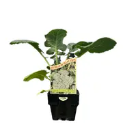 100mm Broccoli Green Sprouting Calabrese - Brassica oleracea
