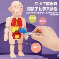 在飛比找蝦皮購物優惠-人體構造模型 人體模型 兒童科教人體器官模型 模型玩具 人體