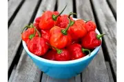CHILLI 'Habanero Red' seeds
