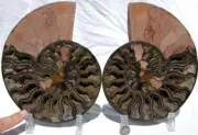 RARE 1-n-100 BLACK Ammonite PAIR Deep Crystals 110myo FOSSIL 200mm 8.0" 1079xx