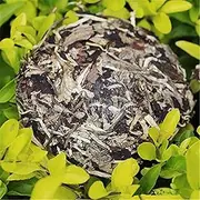 100g Caicheng Fragrant White Tea Moonlight Old Puerh Tea Puer Raw Tea