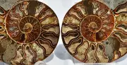 Dinosaur PAIR Ammonite Multi Color Crystals XXL 130mm 110myo FOSSIL 5.4" 3326yy