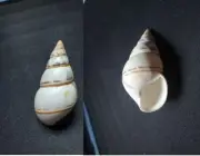 #1961d Liguus Osmenti approx. 50mm land snail shell