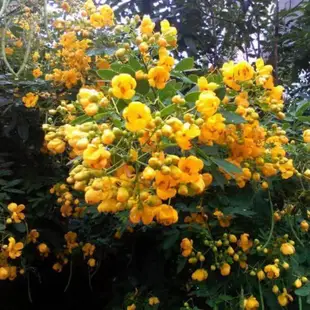 🌱槐樹種子 香花槐樹種子 富貴槐樹種子 紅花槐樹 庭院綠植花卉種子 多年生 洋槐樹種子