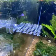 Square Plant Moss Ledge 5cm ( Clear ) L(R19) For Fish Shrimp Snail Tank Aquarium