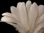 1/4 Lb - Ivory Goose Nagoire Wholesale Feathers Bulk Costume Supply Wedding Wing