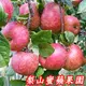 福壽山蜜蘋果,10A9台斤一箱-單果5.5兩-6.2兩-梨山蜜蘋果產季-11-12月