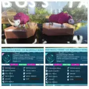 ARK ASCENDED PVE OFFICIAL PAIR BABY RHINO BARBIE TOP MELEE 1595% PC/XBOX/PS5