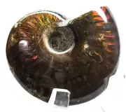 2.4" Red Flash Fire Ammonite Fossil Shell Irridescent Gemstone Spiral Madagascar