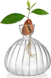 Cididu Avocado Seed Sprout Starter Vase Planter Pot, Avocado Tree Growing Vase Glass Container, Clear Striped Glass Propagation Jars for Hydroponics Plants Home Garden Office Decoration