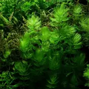 FREEPOSTAGE FOXTAIL - HORNWORT 5 STEMS fry fish shrimp aquatic plant