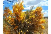 NATIVE BROOM Viminaria juncea seeds *AUSTRALIAN NATIVE*