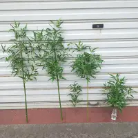 在飛比找樂天市場購物網優惠-假竹子仿真植物盆栽竹葉竹枝室內富貴竹桿插花枝桿綠植假塑料裝飾