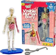 Thames & Kosmos Ooze Labs Visible Human Body with Squishable Organs: Anatomy Model for Children, Ages 8 and Up