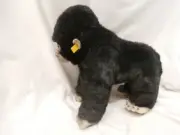 Steiff Goran Gorilla 062131 Best for Kids plush NEW 15" retired