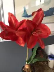 Christmas silk red amaryllis in a cast iron pot