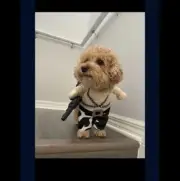 Pet Army Costume Different Sizes
