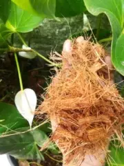 Ceylon Coconut Husk Coco Coir Fiber Orchids Anthurim Growing 100% Natural