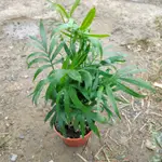 袖珍椰子盆栽（3吋） 玲瓏椰子 室內植物 淨化空氣 盆栽小品 園藝
