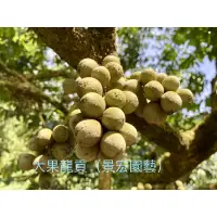 在飛比找蝦皮購物優惠-景宏園藝-水果樹苗/大果龍貢嫁接款/6吋盆/高度100-11