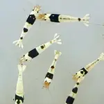 【蝦迷水族】黑白水晶蝦 米蝦 水族 飼料 模型