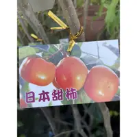 在飛比找蝦皮購物優惠-霏霏園藝日本甜柿高度30-50高公分高一棵特價200元4:5