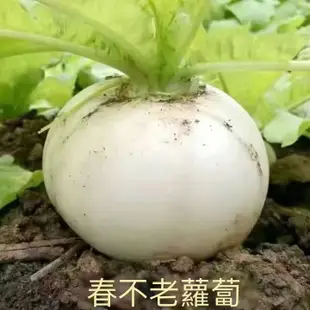 🥕各種蘿蔔種子 迷你蘿蔔滿堂紅心裡美手指櫻桃胡蘿蔔拇指水果蘿蔔種子四季耐熱耐高溫甜脆多汁蔬菜種子