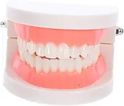 Cabilock Teaching Model Dentals Standard Teeth Model Realistic Flossing for Study
