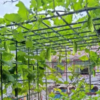 在飛比找樂天市場購物網優惠-戶外庭院葡萄架組裝支架葡萄藤攀爬架絲瓜棚架黃瓜豆角植物爬藤架