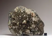 NWA 16497 - 174,4g - L4 melt breccia - Meteorite