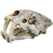 1:1 Saber-Toothed Tiger Resin Skull for Head Model Home Bar Decor Hallow