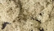 Woodland Scenics Natural Color Lichen 1.5qts L166