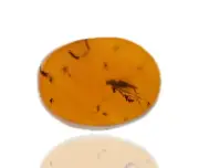 Swarm of mixed insect species, Fossil insect inclusion in Burmese Amber