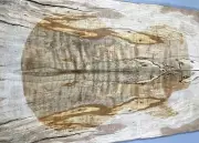 Electric Guitar Top Ripple Spalted Maple Wood Worm-hole For Stabilized Make