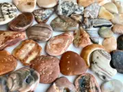 44 Natural Clam Shell smooth seashell frags beach jewelry pebble art craft cabs