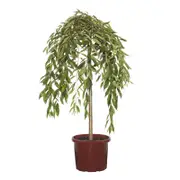 330mm Pink Snow Showers Weeping Cherry - Prunus pisnshzam