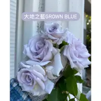 在飛比找蝦皮購物優惠-大地之藍 （grewn blue）莫蘭迪紫色玫瑰花月季 盆栽