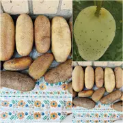 Cucumber - Poona Kheera seeds