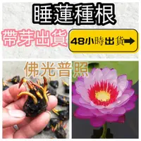 在飛比找蝦皮購物優惠-❀五十款睡蓮根塊 水蓮種苗微蓮花四季觀賞水生蓮花池塘魚缸荷花