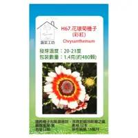 在飛比找PChome24h購物優惠-【蔬菜工坊】H67.花環菊種子(彩紅)