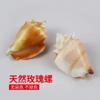 在飛比找樂天市場購物網優惠-天然海螺貝殼金拳鳳凰螺玫瑰螺魚缸造景家居裝飾擺件小胭脂螺標本