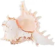 MINAOLULUS Conch Shell Garnish Fish Tank Decorations Large Shells Large Conch Shell Seashell Decor Conch Shells Large Sea Shells Large Shells for Decoration Shells for Crafts Big Shell