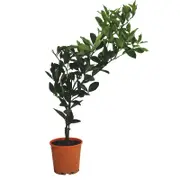 200mm Orange Lane's Late Navel - Citrus x sinensis