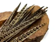 10 Pieces, 10-12" Natural Brown Ringneck Hen Pheasant Tail Feathers Craft Supply