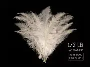 60 Feathers - 20-28" White Ostrich Spads Wholesale Feathers Centerpiece Costume