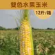 【遇米甜】產銷履歷-雙色(黃白)水果玉米 (12斤/箱)