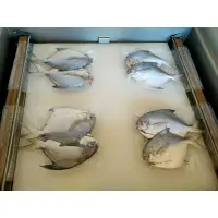 在飛比找蝦皮購物優惠-澎湖野生白鯧魚 1包300-320公克