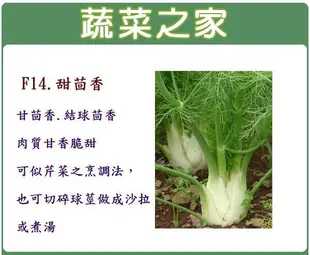 全館滿799免運【蔬菜之家00F14】大包裝.甜茴香種子30克 // 甘茴香.結球茴香.肉質甘香脆甜